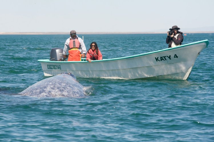 Three people pose on a small boat with a large animal emerging from the water.